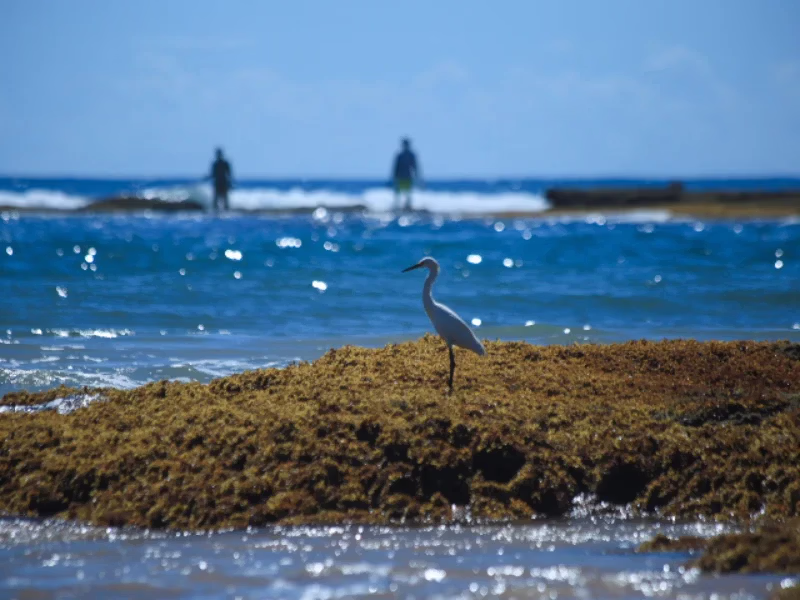 Garça nas piscinas naturais próximas a Barra Grande, Maraú